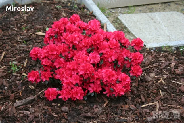 Азалия(Градинска), снимка 6 - Градински цветя и растения - 49324026