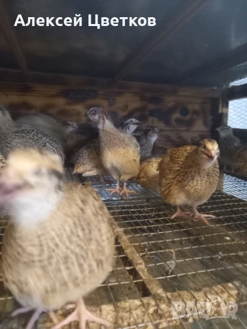 Пъдпъдъци, снимка 3 - други­ - 48031039