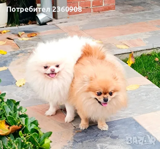 Женско померанче, снимка 18 - Померан - 56215537