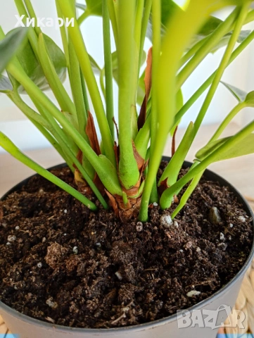 Антуриум , снимка 9 - Стайни растения - 53785384