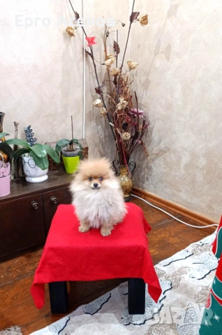 Мини померан момченце, снимка 3 - Померан - 53583317