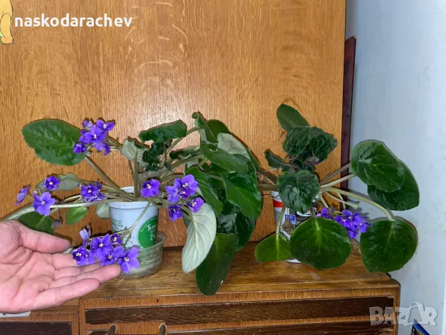 Теменужка, теменужки, сенполия синя, син цвят, снимка 6 - Стайни растения - 48091843