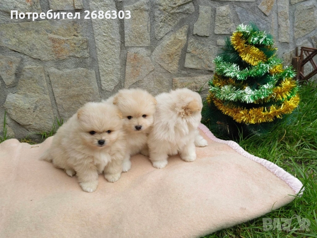 Пумеранчета , снимка 7 - Померан - 52869070