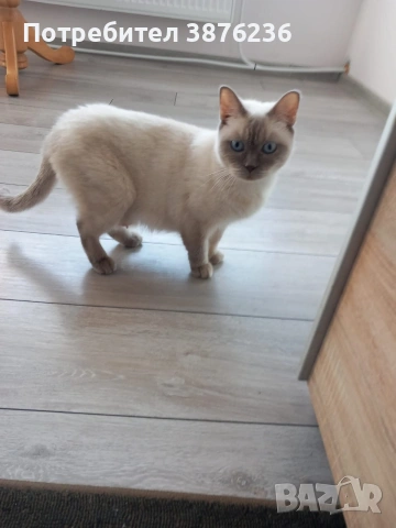 Британска късокосместа Колор пойнт , снимка 8 - Британска късокосместа - 53461143