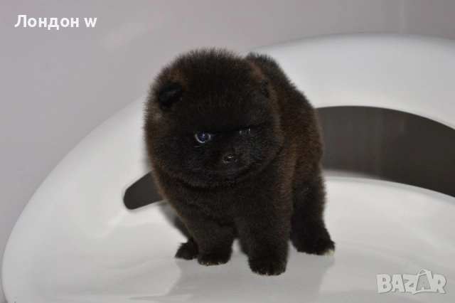 Померан истински мини черен , снимка 5 - Померан - 53004735