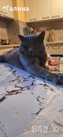 Мъжки британец си търси булка , снимка 4 - Британска късокосместа - 51211241