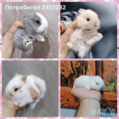 Мини зайци от мини ферма, снимка 4 - Декоративни зайчета - 26037003