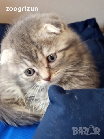 Шотландски клепоухи котенца, снимка 7 - Британска късокосместа - 53632007