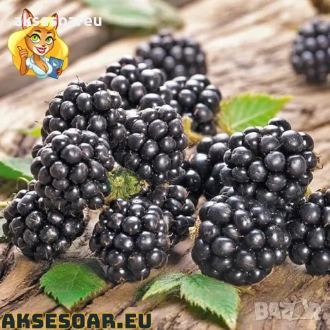 Висококачествени нови семена от хранителна Къпина без бодли Rubus rusticanus 50+ семена антиоксидант, снимка 14 - Сортови семена и луковици - 49258762