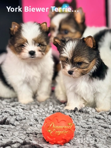 Йорки, страхотни бебета с родословие и доставка!, снимка 2 - Йоркширски териер - 53351445