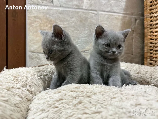 Чистокръвни Британски късокосмести котенца, снимка 4 - Британска късокосместа - 55943568