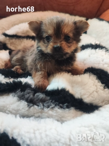 Мини кученца Йоркипом , снимка 3 - Йоркширски териер - 52839783