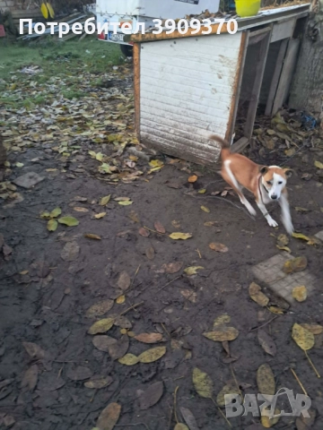 Подаряват се три принцеси, снимка 5 - Други - 52689762