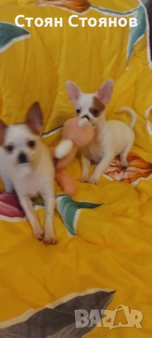 Чихуахуа, снимка 8 - Чихуахуа - 53842878