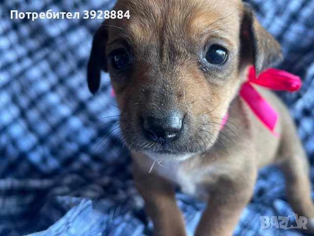 Подарявам кученца, снимка 3 - Други - 52871505