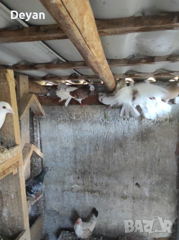 Фенерлии, снимка 1