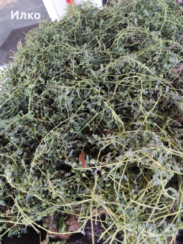 Билка бабини зъби , снимка 2 - Други - 51771875