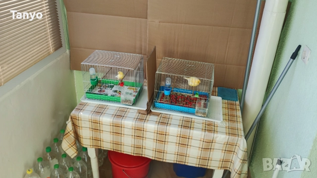 Мъжко и женско,тазгодишни.Орфей, снимка 10 - Канари - 52772739