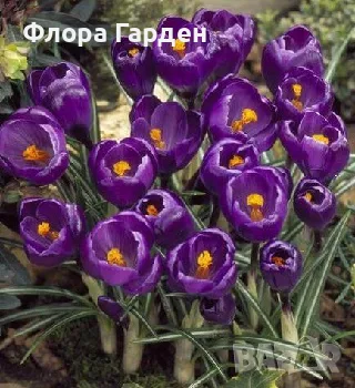ЛУКОВИЦИ Амарилис, Анемоне, Ирис, Ранункулус, Минзухар, снимка 12 - Сортови семена и луковици - 56018945
