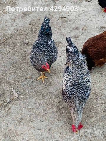 Петли и кокошки, снимка 3 - Кокошки и пуйки - 52066188