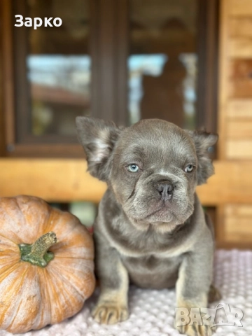 Френски булдог, снимка 9 - Френски булдог - 51228287