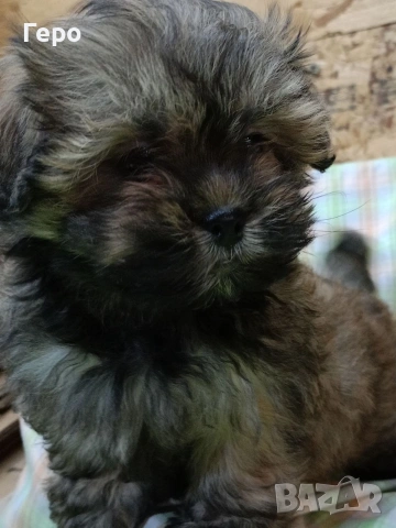 Ши пу, снимка 10 - Ши Тцу - 53678630