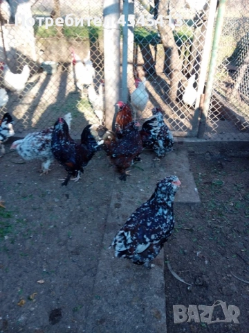 Кокошки ярки, уоман барун, бял легхорн и спербек пилета от селски кокошки, снимка 12 - Кокошки и пуйки - 52341582