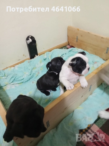 френски булдочета , снимка 1