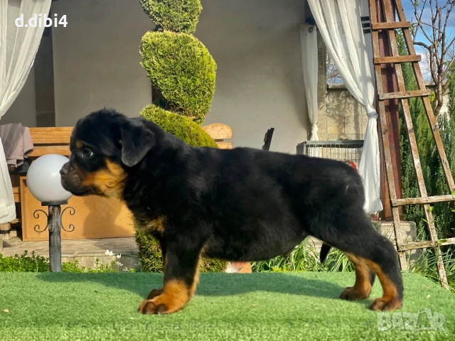 Ротвайлери , снимка 10 - Ротвайлер - 50765775