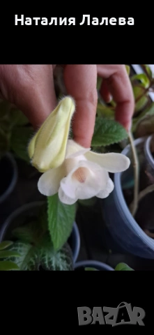 Синингия, sinningia Isa’s sherbet lemon