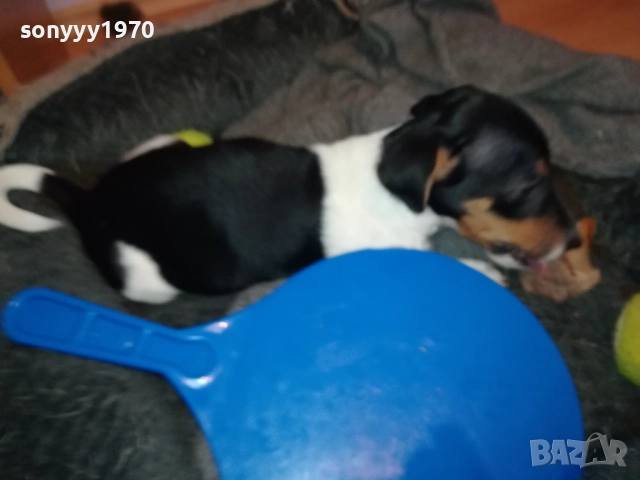 бебе ДЖАК РЪСЕЛ ТЕРИЕР 2111251016, снимка 9 - Джак ръсел териер - 52488853