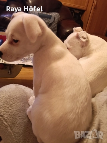 бебета Джак ръсел