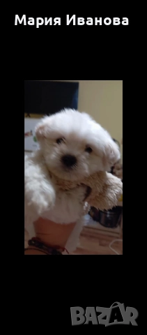 Малтийска болонка 