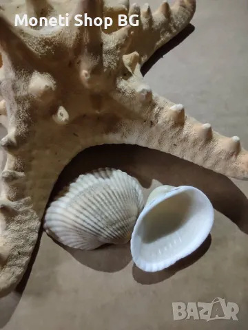 Океански дарове., снимка 3 - Антикварни и старинни предмети - 48922400