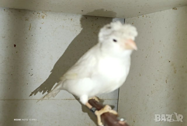 Женски певчески канарчета Орфей , снимка 3 - Канари - 52026869