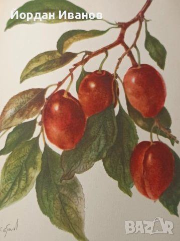 Антикварна руска книга-1948 г., снимка 3 - Антикварни и старинни предмети - 53612917