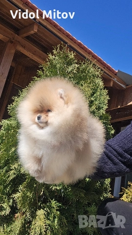 Мини Померан момче 