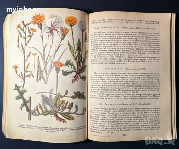 Стара Книга Разпознаване и Събиране на Билки / Борис Китанов, снимка 9 - Специализирана литература - 49528287