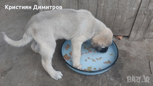 Продавам мъжко кангалче 