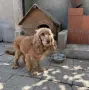 Кокер шпаньол мъжки, снимка 1