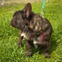 Fluffy french bulldog за разплод , снимка 5