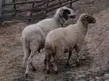 свободни овце, кочове , снимка 6