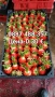 Продавам разсад ягоди , снимка 1