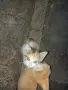 Подарявам 3 малки котенца, снимка 6