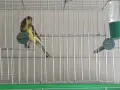 Канари, мъжки и женски , снимка 4
