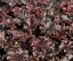 Heuchera americana ‘Melting Fire’ (Хойхера Коралови камбани), снимка 1