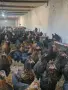 Кокошки Супер Харко , снимка 3