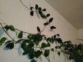 Восъчно цвете/ Хоя (Hoya Carnosa) огромно растение на 10 години , снимка 4