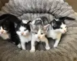 Подарявам малки котенца на 1 месец, снимка 3