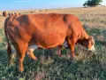 Продавам бременни месодайни кравикръстоски;търся съдружник, снимка 2